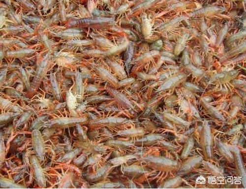 怎么养殖龙虾（小龙虾的养殖方法及条件）(2)
